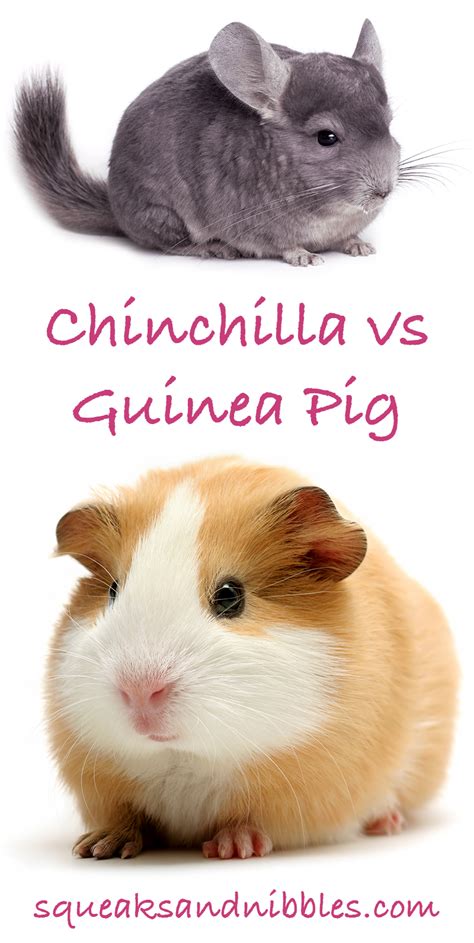 Chinchilla vs Guinea Pig – Which Is The Best Pet For You?