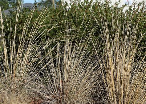 Ornamental grasses give four seasons of interest | Mississippi State ...