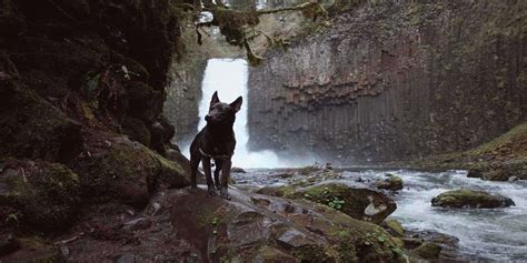 Best Dog Friendly Trails in Banff, Canada & What To Remember