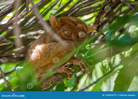 Tarsier in a Tree at Bohol Tarsier Sanctuary, Philippines Stock Image - Image of endangered ...