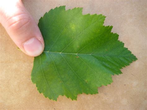 RIVER BIRCH - BETULA NIGRA | The UFOR Nursery & Lab