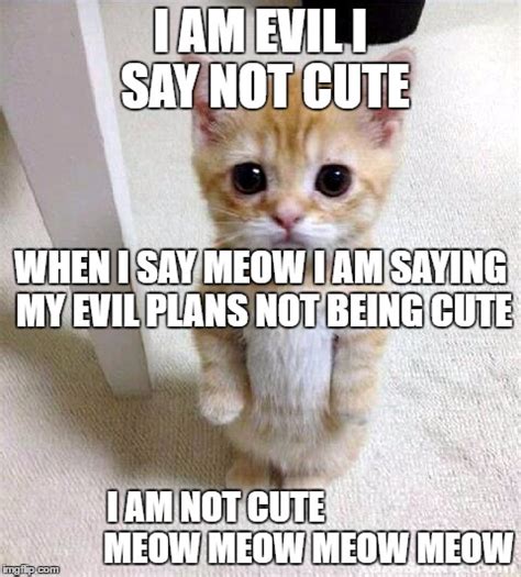 Cute Cat Meme - Imgflip