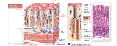 Stomach Layers Histology