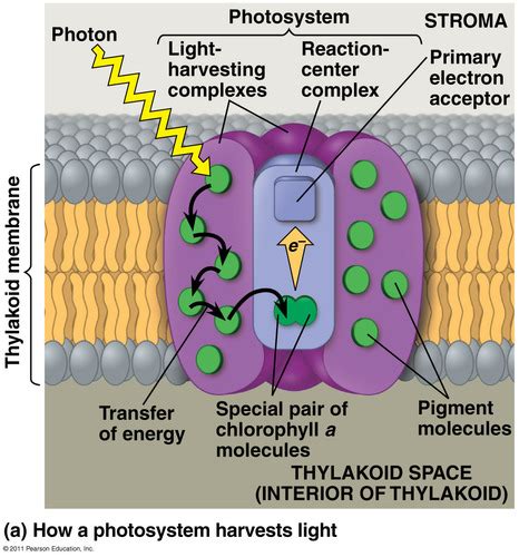 Photosynthesis Flashcards | Quizlet