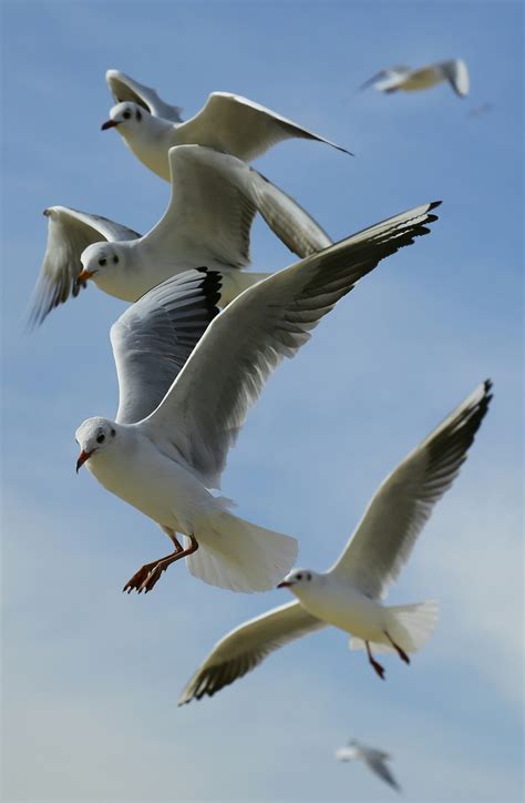 Free Images : bird, wing, sky, seabird, flying, beak, flight, fauna ...
