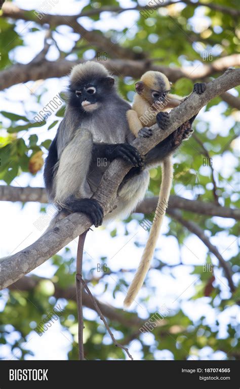 Dusky Leaf Monkey Image & Photo (Free Trial) | Bigstock