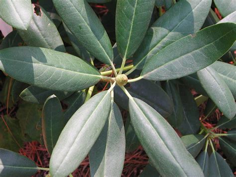 Leaves of Catawba Rhododendron | Nature Photo Gallery