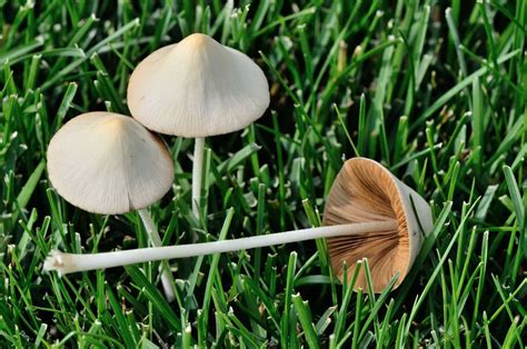 Psilocybe semilanceata lookalikes - Fungiflora