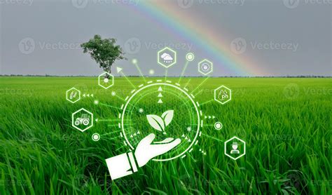 Smart agriculture with modern technology concept. Landscape of green rice farm field, rainbow ...