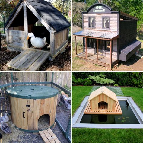 Building A Duck House Shelter - Image to u