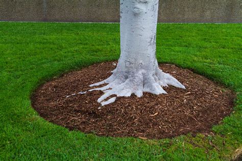 How To Landscape Around A Tree With Exposed Roots - uooz.com