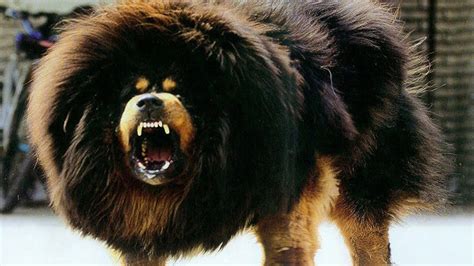 Tibetan Mastiff Facts - Interesting Facts