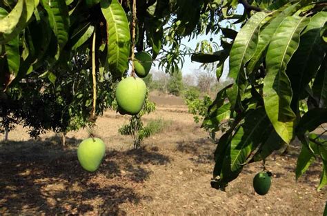 Best Fertilizer for Mango Tree: When to Apply and How To Apply