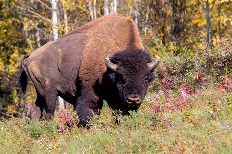 Animal Facts: Wood bison | Canadian Geographic