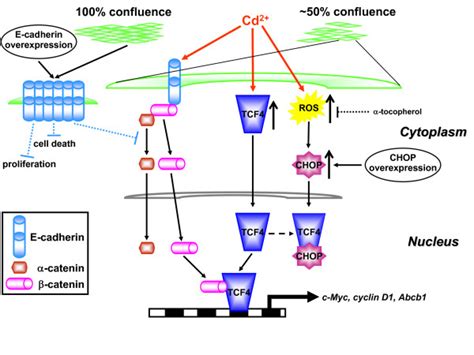 Model for the effects of Cd2+ on the adherens junction complex and Wnt... | Download Scientific ...