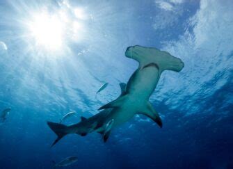 Great Hammerhead Shark - Lifestyle, Diet, and More - Wildlife Explained