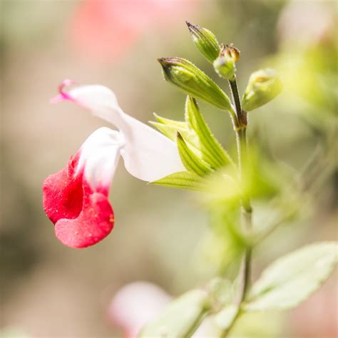 Hot Lips Salvia Care Guide (Salvia microphylla) - Green Garden Cottage