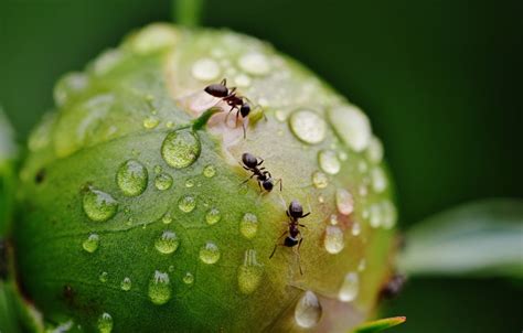 On the Trail of Ants: Ant Study Workshop: Family/Children Ages 3 to 5 | South Fork Natural ...