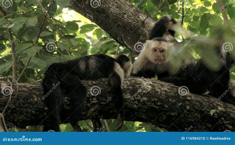 Wild Costa Rica White Faced Monkeys Stock Footage - Video of evolution, wild: 116984210