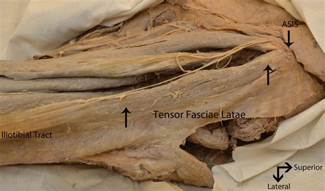 Tensor Fascia Lata Origin And Insertion