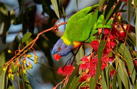 Amazing Australian animals – the rainbow lorikeet – Discover English