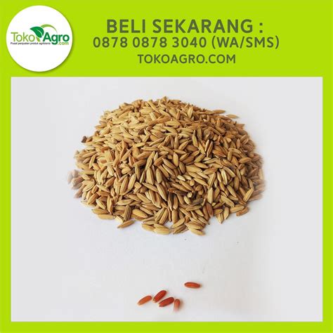 Jual Benih Padi Beras Merah Organik di lapak Toko Agro toko_agro