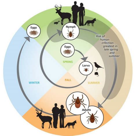 Mosquito.Buzz | Tick Life Cycle