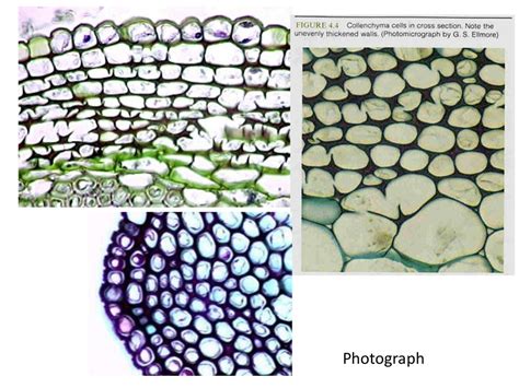 Collenchyma cell project