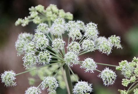 18 Science-Backed Health Benefits of Angelica Root - How To Ripe