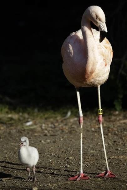 A baby Chilean flamingo walks near its father ~ Animalfwd