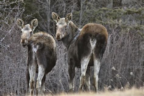 Moose in Winter 6033830 Stock Photo at Vecteezy