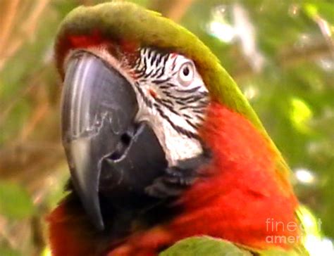 Amazon Macaw Photograph by John From CNY - Fine Art America