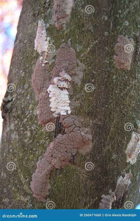 Identifying Spotted Lanternfly Egg Masses Stock Photo - Image of damage, closeup: 260471660