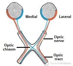 The Optic Nerve - Visual Pathway - Chiasm - Tract - TeachMeAnatomy