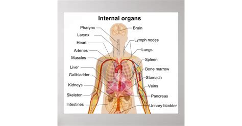 Major Internal Organs in the Human Body Chart Poster | Zazzle