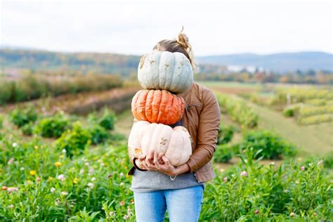 Pumpkin Farm - Find Nearby Pumpkin Patch and Fun Things to Do