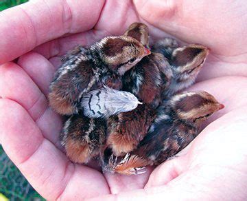 Protecting the bobwhite quail population | Columbus Messenger