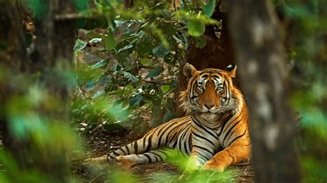 We Now Know Why Tigers' Bright Orange Color Is Actually Excellent Camouflage | IFLScience