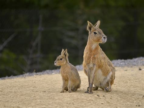 Interesting Facts About The Patagonian Mara - WorldAtlas