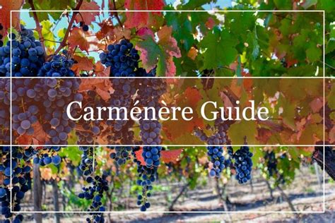 Carménère: The Ultimate Wine Guide - WinePros