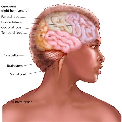 Human Brain (lateral view with colored cerebral lobes) | Carlson Stock Art