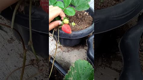 Strawberry Harvesting - YouTube