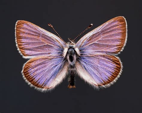 Xerces Blue Butterfly (EXTINCT)Glaucopsyche xerces - Radio Cafe