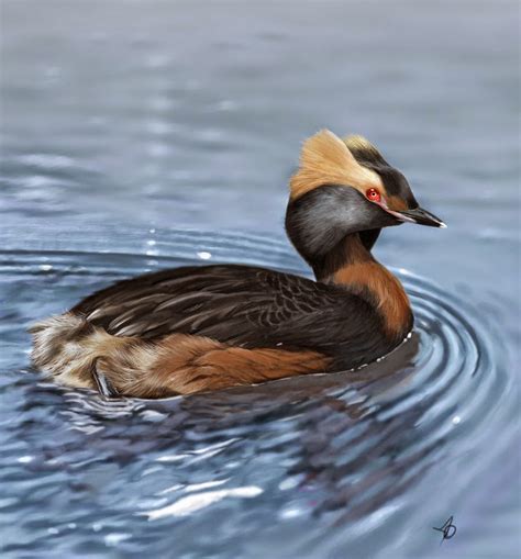 HOODED GREBE photos - wallpapers | the fun bank