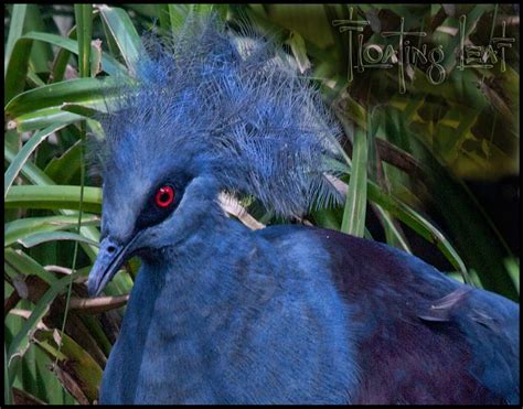 Bali Photo of the Day ~ Bali Birds ~ Victoria Crowned Pigeon - Bali Floating Leaf