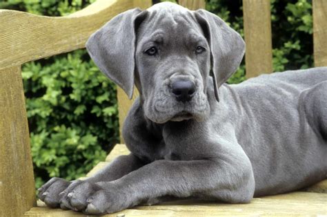 12 Best Dog Beds For Great Danes: Cozy King-Size Picks