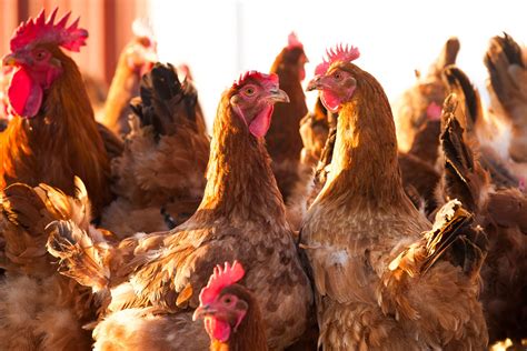 Who Gets to Define Heritage Breed Chickens? | Civil Eats