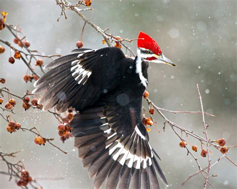 Wild Profile: Meet the pileated woodpecker - Cottage Life