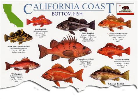 CALIFORNIA COAST BOTTOM FISH LAMINATED GUIDE