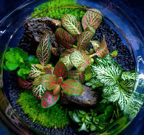 Fittonia plant: Popular species and care tips - plants bank